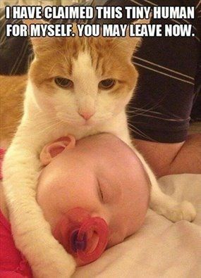 NWR: Memes & Cute Animal Pictures