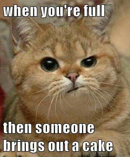 NWR: Memes & Cute Animal Pictures