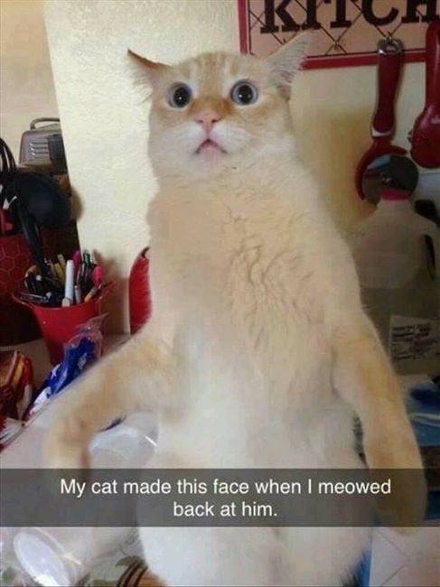 I'm a ball of nerves today *Send me your best memes!* Update on FH's Appointment