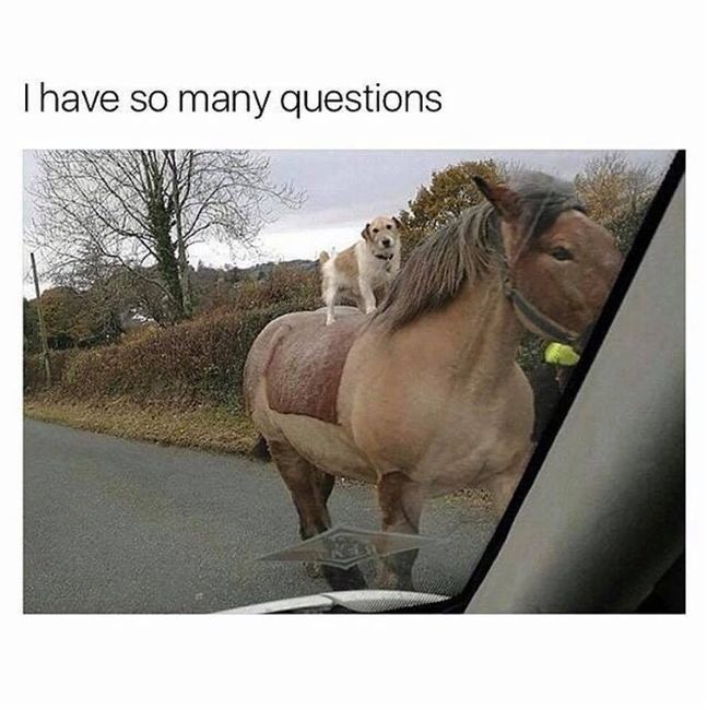 NWR: Got memes?