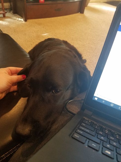Pets "helping" you make things