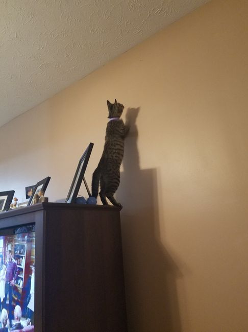 NWR:  Show me your fur babies!