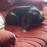 NWR- pets! We love them show me yours :)