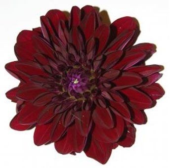 alright ladys i need flower help