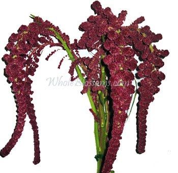 alright ladys i need flower help