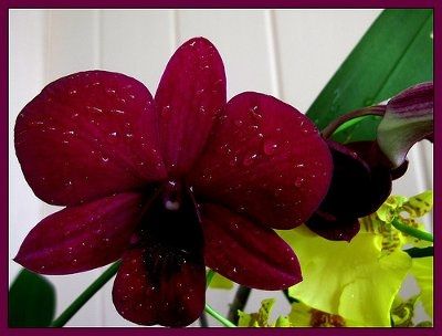 alright ladys i need flower help