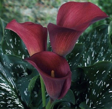 alright ladys i need flower help