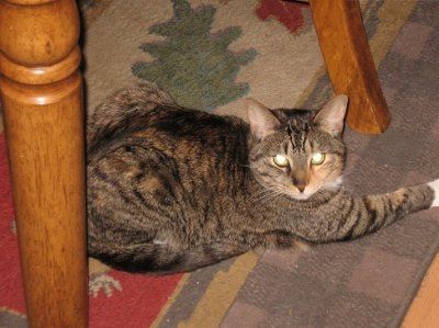 NWR: I want to see your pets!