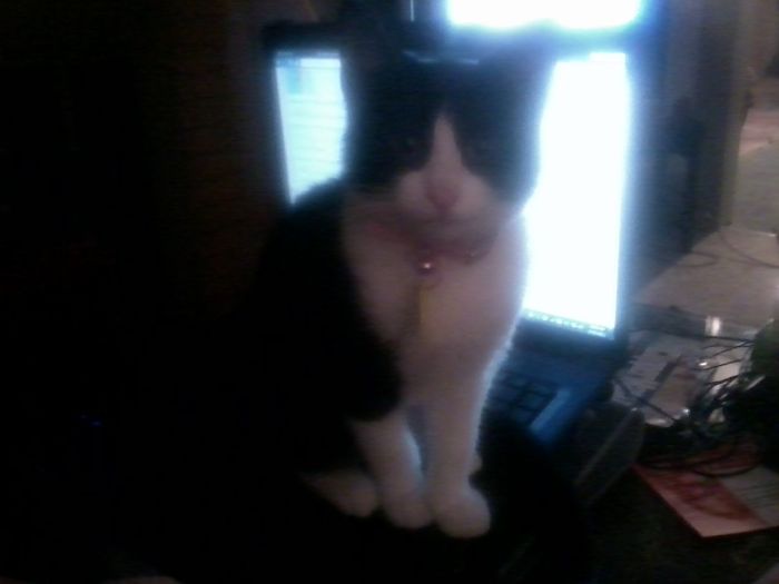 NWR: We Got a Kitten!