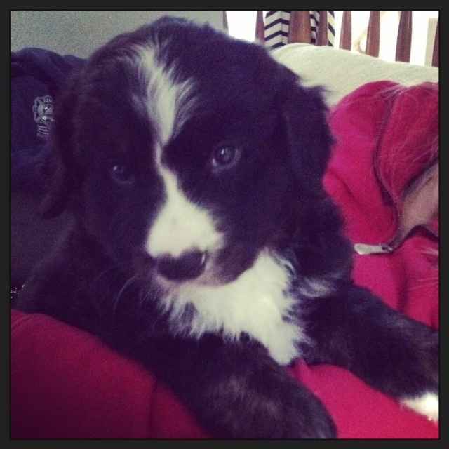 NWR: We just got a puppy!