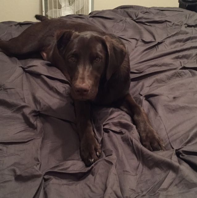 NWR: Puppybowl! And Fur Babies!
