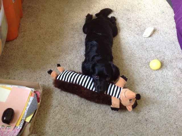 Let me see those fur babies!