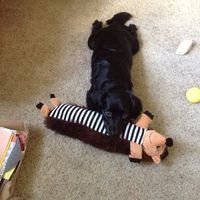 Let me see those fur babies!