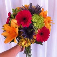 Gerberas