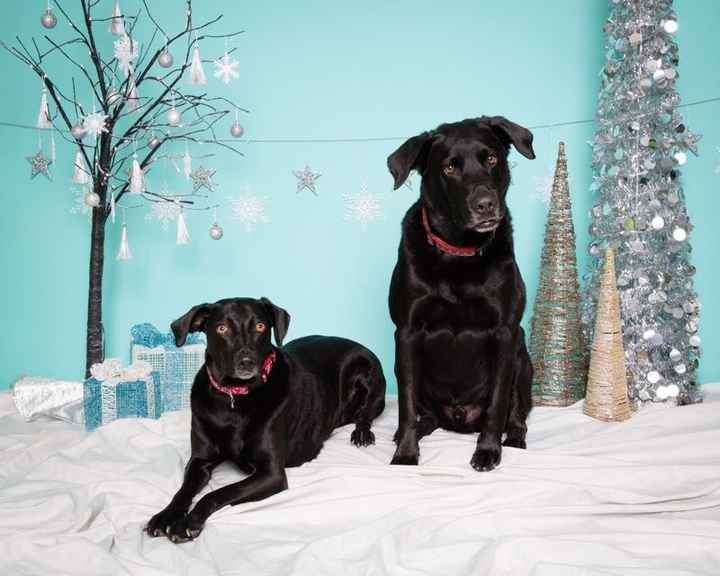 NWR - xmas pictures with fur-babies!