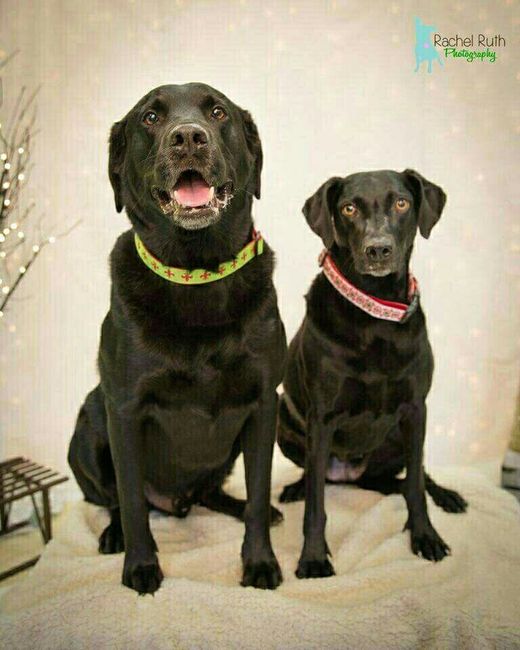 Spinoff: Show us your rescues!