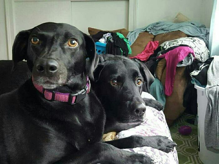 Let me see those fur babies!