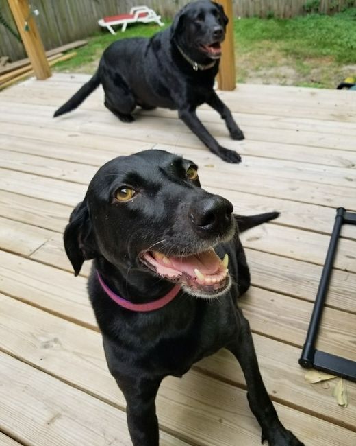 NWR: Puppies and fur babies!