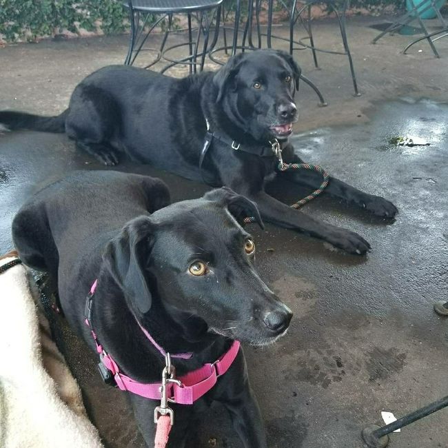 Show me your fur babies!