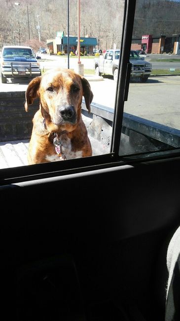 NWR: Our fur baby is going to the big dog park in the sky :(