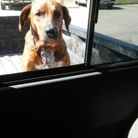 NWR: Our fur baby is going to the big dog park in the sky :(