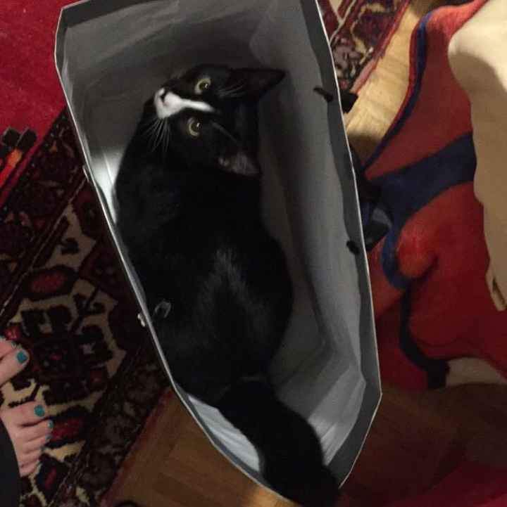 Nwr- show me your fur babies