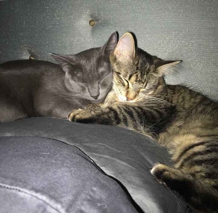 NWR: Show me your fur babies