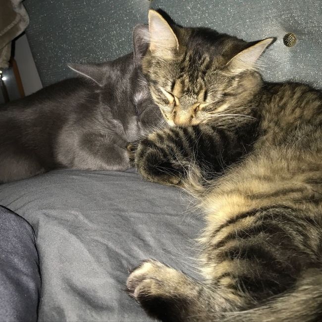 Nwr- show me your fur babies