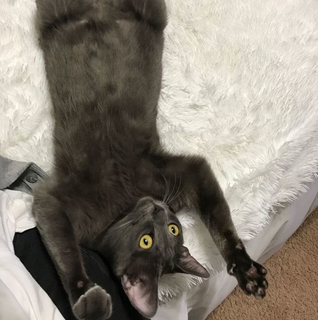 NWR: Silly pictures of your pets