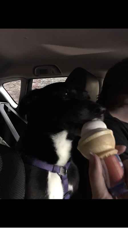 Lysol Wipe Dress Update - Trying Not to Panic!