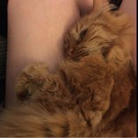 Lysol Wipe Dress Update - Trying Not to Panic!