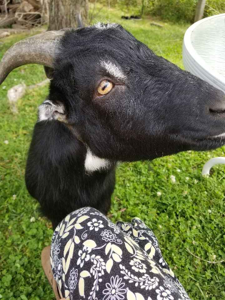 Animal in the wedding - 1