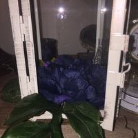 Centerpieces Diy! - 2