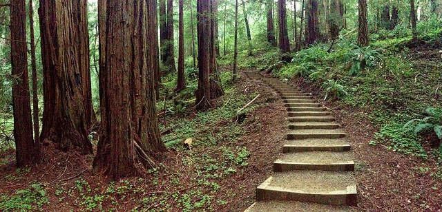 Muir Woods :)