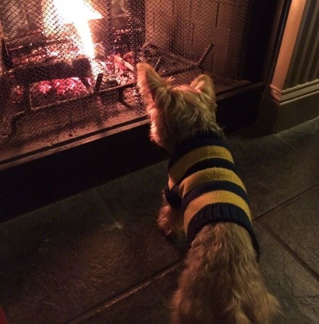 Pets "helping" you make things