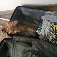 Pets "helping" you make things