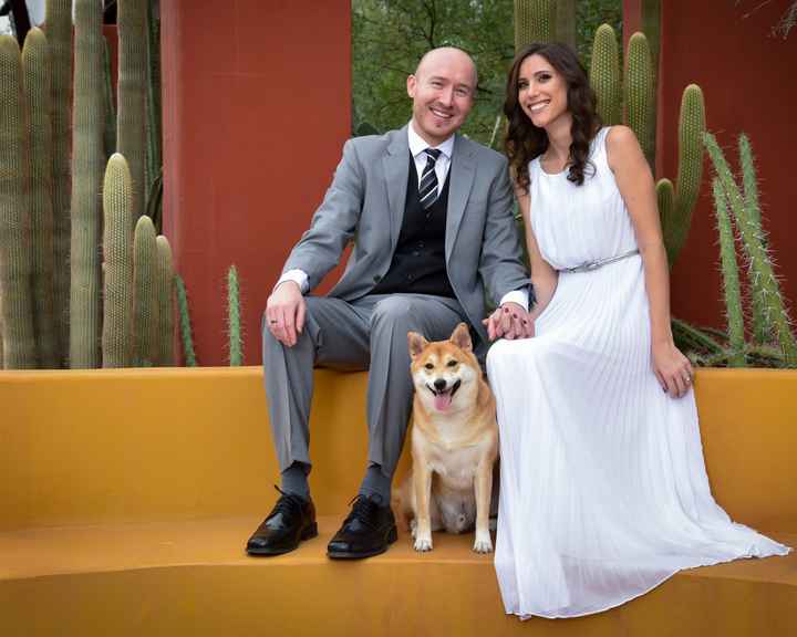 Dog in wedding