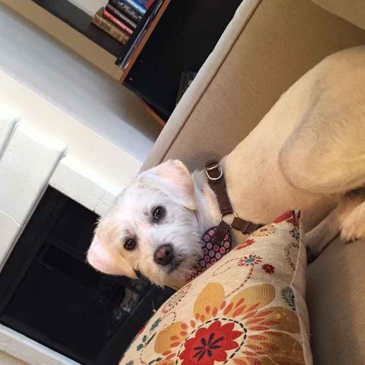 NWR- pets! We love them show me yours :)