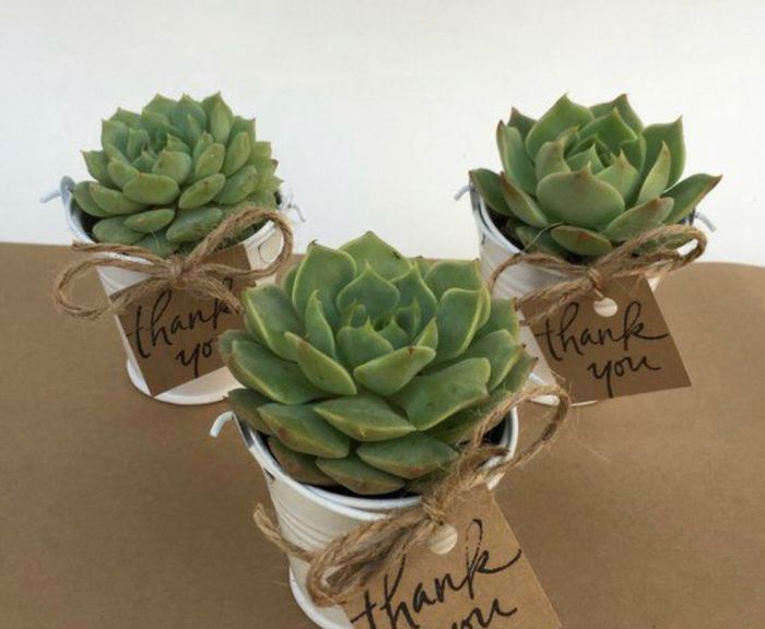 Good place to buy succulents and cute pots for favors/name places? - 2