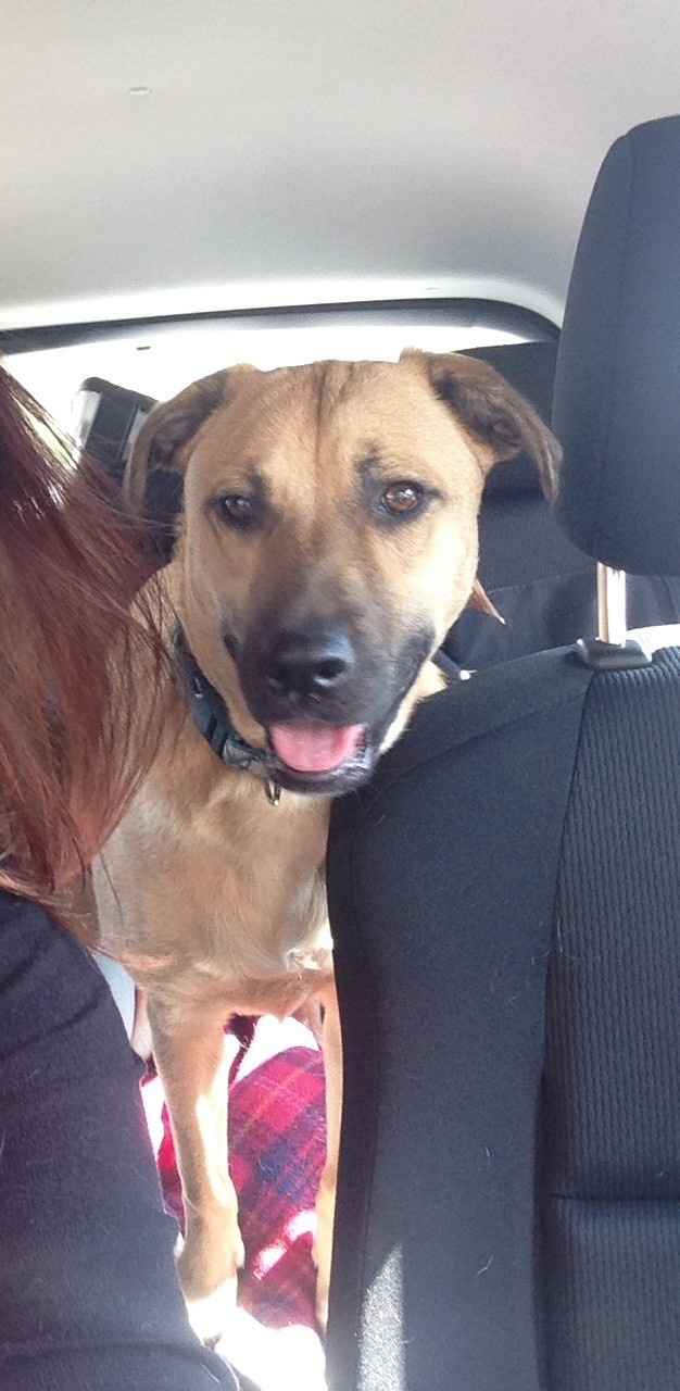Show me your fur baby! (it has been awhile and I love seeing the pets!)