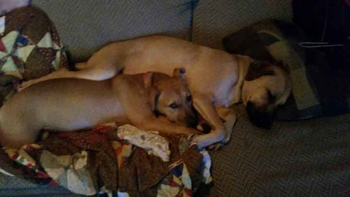 It's National Dog Day!