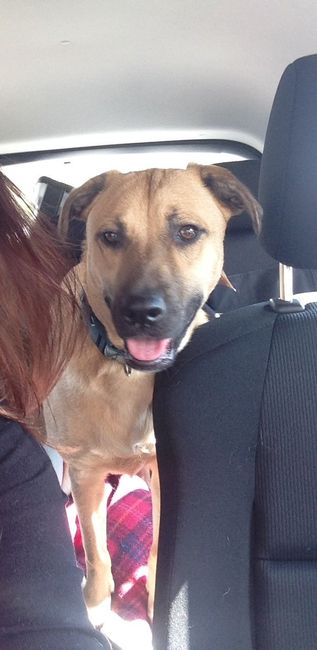 Show me your fur baby! (it has been awhile and I love seeing the pets!)