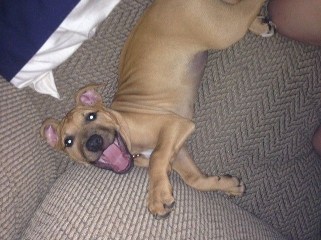 Fur-baby Tuesday!