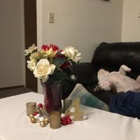 Opinions needed - TABLETOP - pic heavy