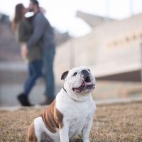 Sneak Peek for our engagement photos - what do you think? WARNING: ADORABLE BULLDOG INCLUDED