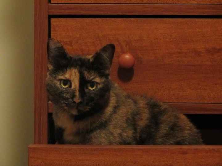 NWR:  Fur Babies