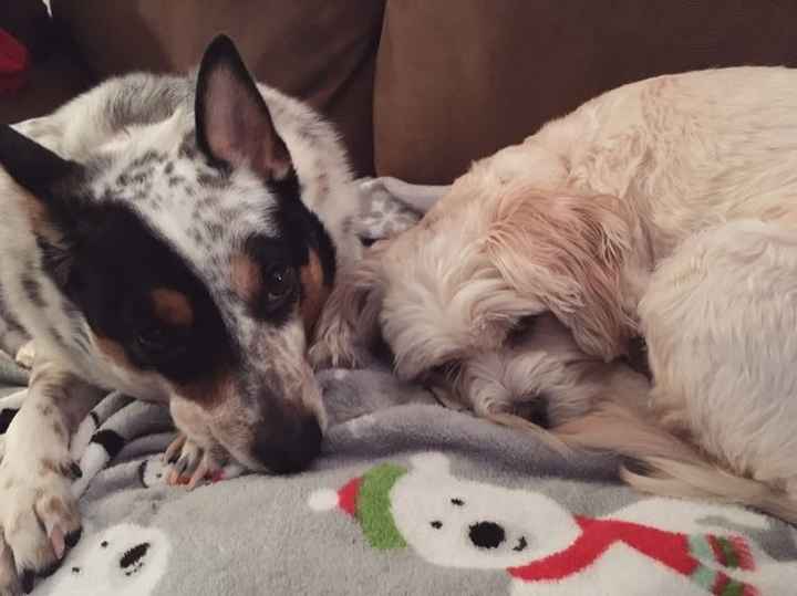 Show me your fur babies!