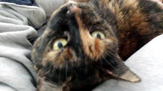 NWR:  It's Feline Friday...
