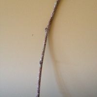 Centerpiece Advice (Pics)