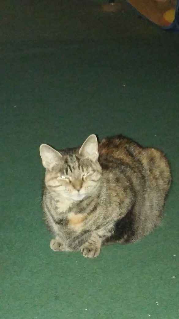 Nwr- show me your fur babies